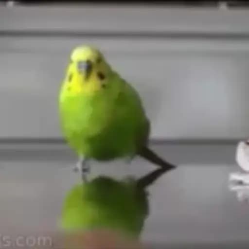 Попугаи прикольные